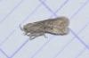 Scrobipalpula psilella
